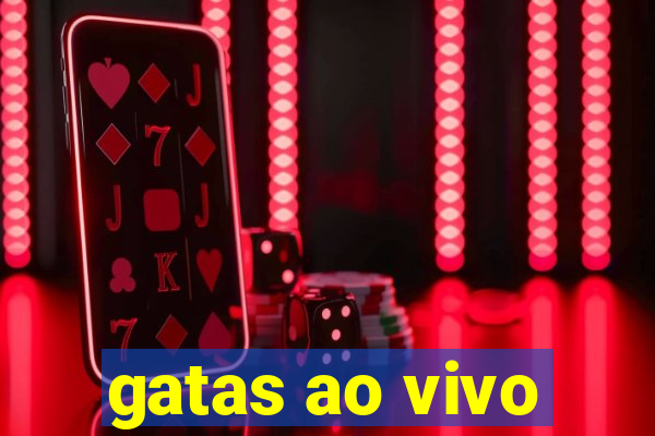 gatas ao vivo